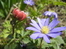 Anemone The Governor & Blue Shades