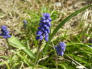 Muscari armeniacum (2016, April 01)