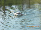 DSCN0534