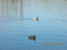 DSCN0529