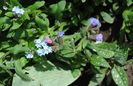 pulmonaria samurai