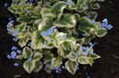 brunnera variegata