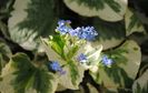 brunnera variegata