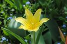 7 aprilie, lalea lily flowered Bayside