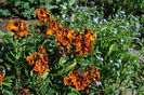 micsunele & myosotis