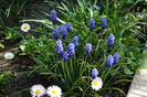 muscari(zambila motata)