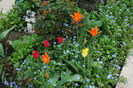8 aprilie, lalele lily flowered