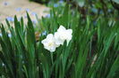 narcise cheerfulness...ce-a mai ramas