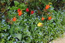 lalele lily flowered