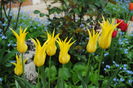 lalele lily flowered west point