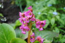bergenia "winter glow"
