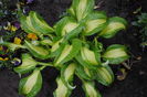 hosta "dance with me"