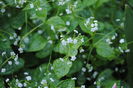 Brunnera mr morse
