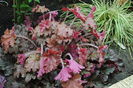 heuchera ginger peach