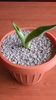 Agave ovatifolia