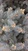 Muguri de brad argintiu pitic