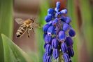 Muscari