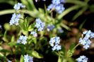 Myosotis