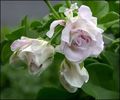 Sybil Holmes Rosa