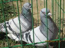 IMG_1179[1]