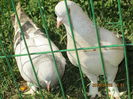 IMG_1180[1]