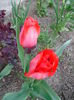 DSC00378