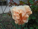 DSC00528