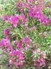 Bouganvillea