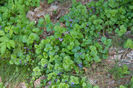 Iedera taratoare - Glechoma hederacea