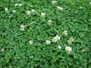 Trifoi – Trifolium Repens