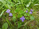 Violeta Salbatica – Viola Papilionacea