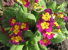 IMG_0858 - Copy
