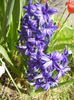 Hyacinth Peter Stuyvesant (2016, Apr.01)