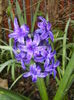 Hyacinth Peter Stuyvesant (2016, Apr.01)