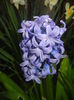 Hyacinth Delft Blue (2016, April 01)
