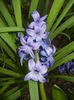 Hyacinth Delft Blue (2016, April 01)