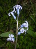 Hyacinth multiflora Blue (2016, April 01)