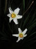 Narcissus Pheasants Eye (2016, April 01)