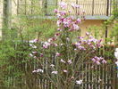 magnolia Susan