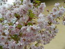 prunus incisa Oshidori
