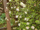 viburnum burkwoodii