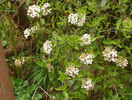 viburnum burkwoodii