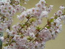 prunus incisa Oshidori