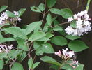 viburnum carlesii