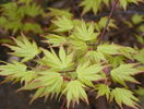 acer palmatum Orange Dream