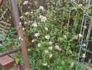 viburnum burkwoodii