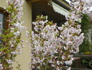 prunus incisa Oshidori
