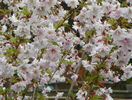 prunus incisa Oshidori