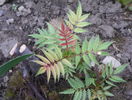 sorbaria sorbifolia Sem