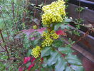 mahonia aquifolium